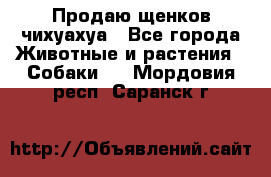 Продаю щенков чихуахуа - Все города Животные и растения » Собаки   . Мордовия респ.,Саранск г.